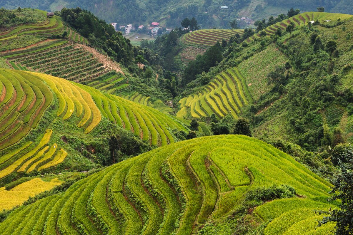 sapa