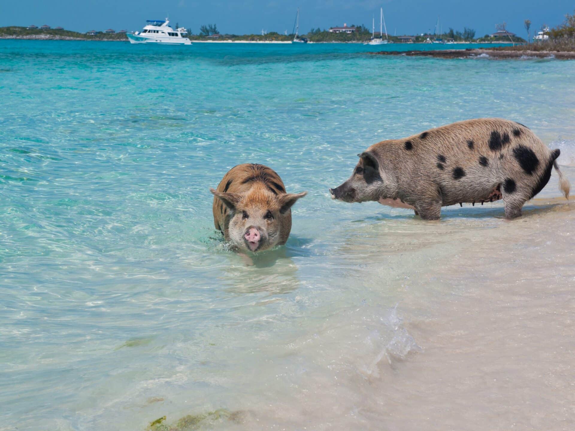 pig island