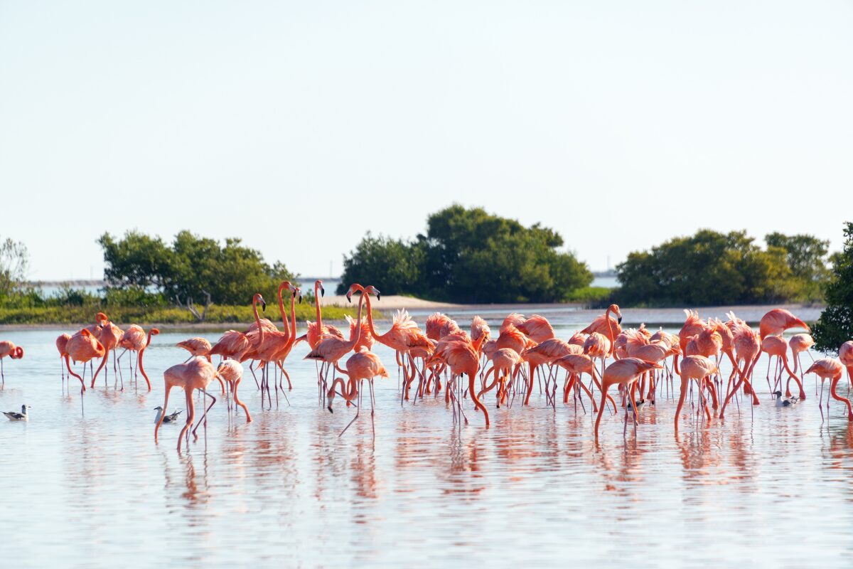 Río Lagartos