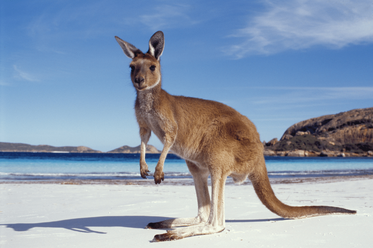 kangur australia