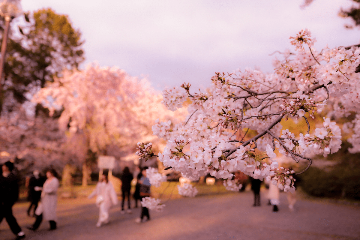 japonia