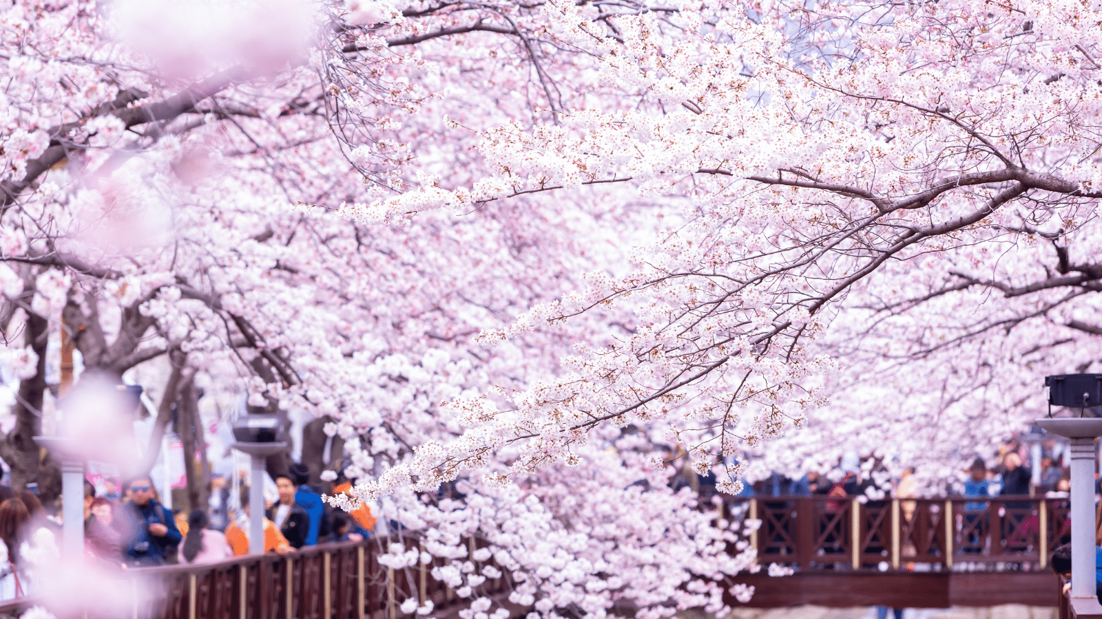 Jinhae Gunhangje Cherry Blossom Festival