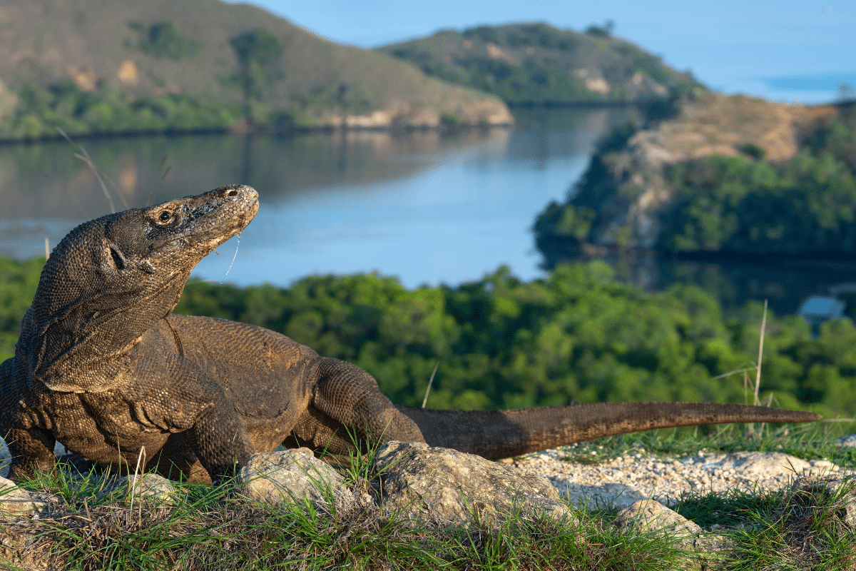 Komodo Indonezja