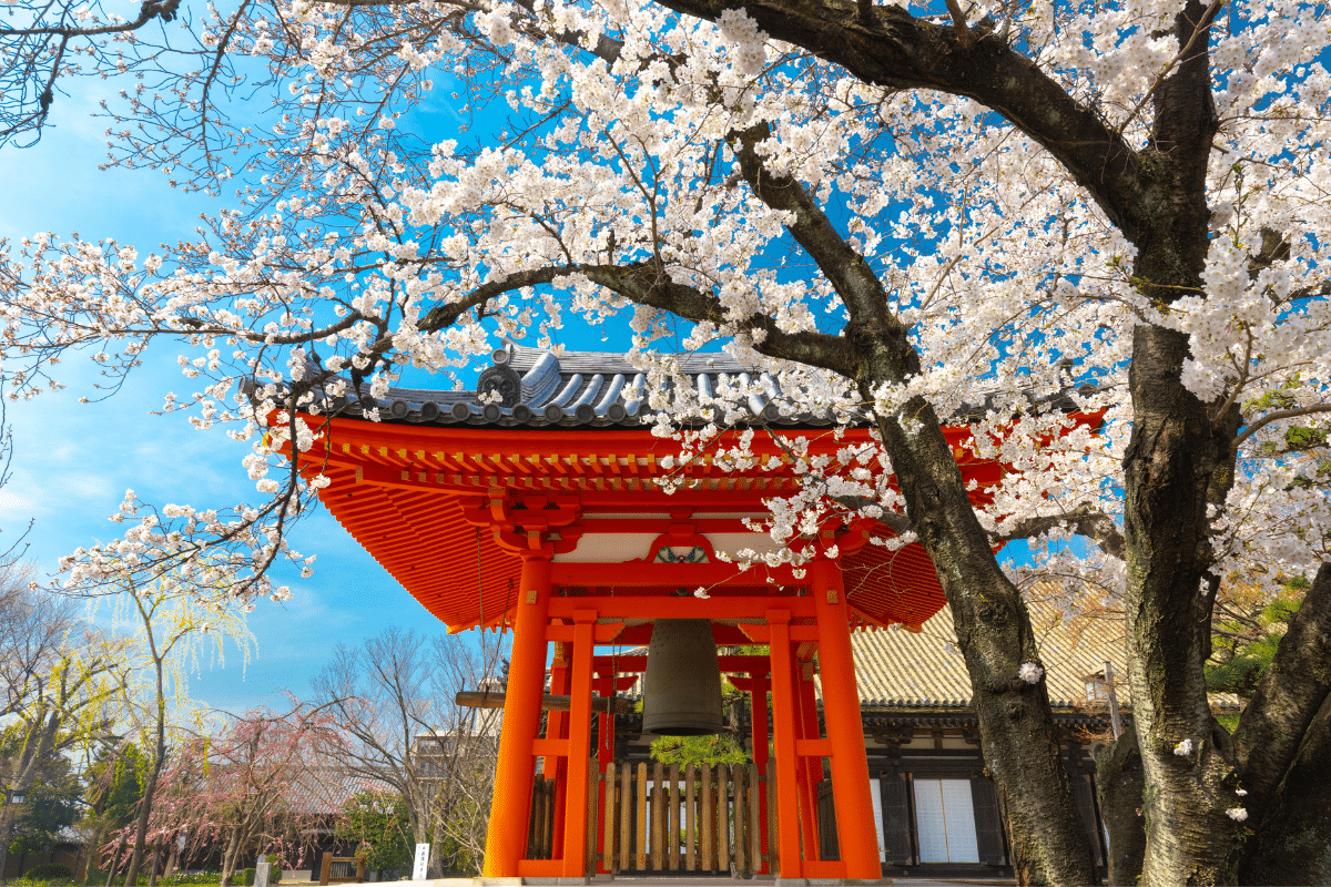 Japonia kraj kwitnącej wiśni