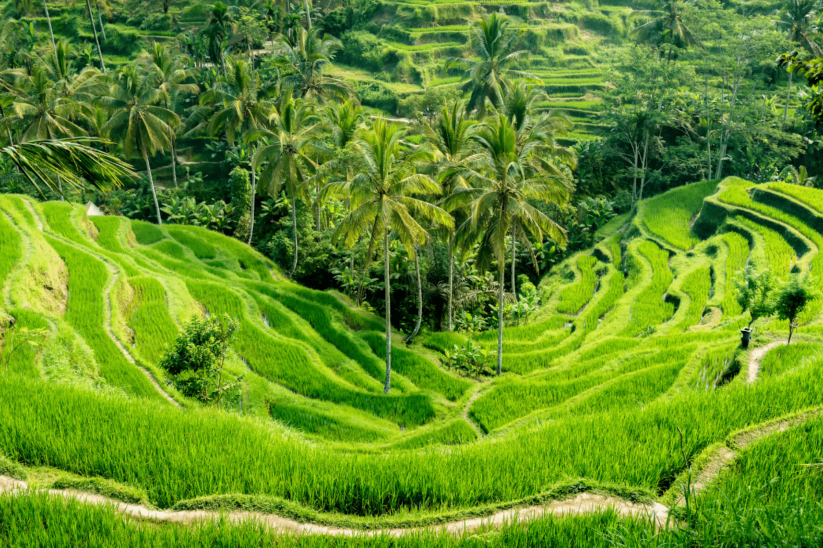 Indonezja