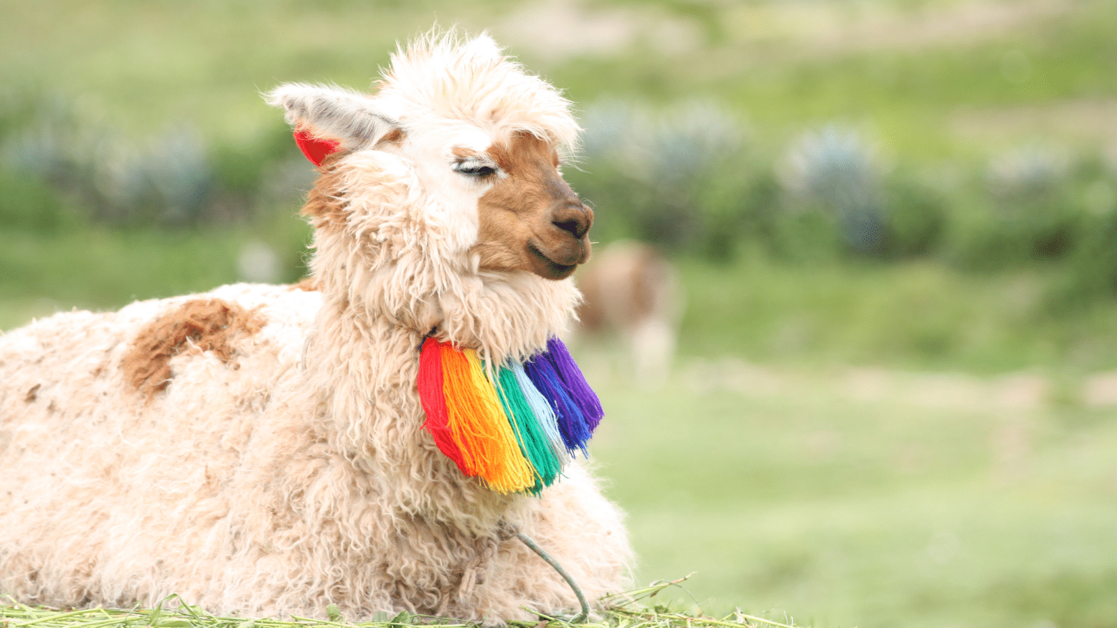 Peru lama