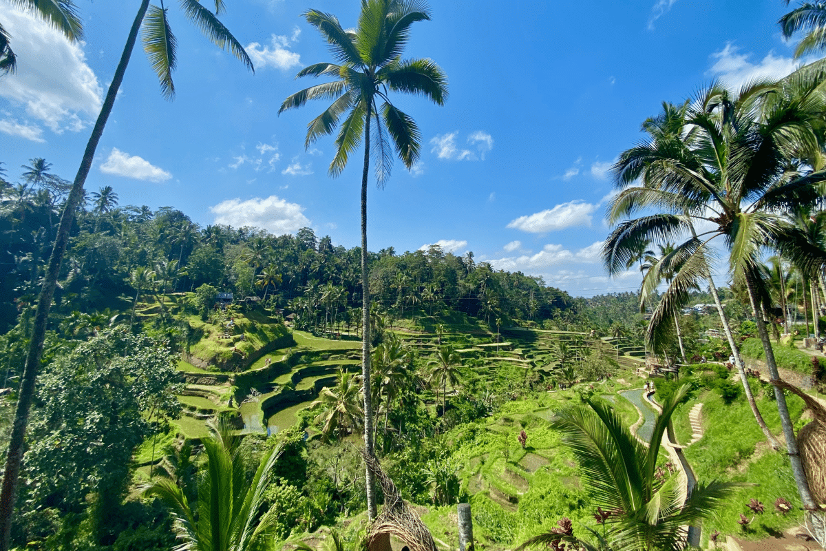Pola ryżowe Indonezja